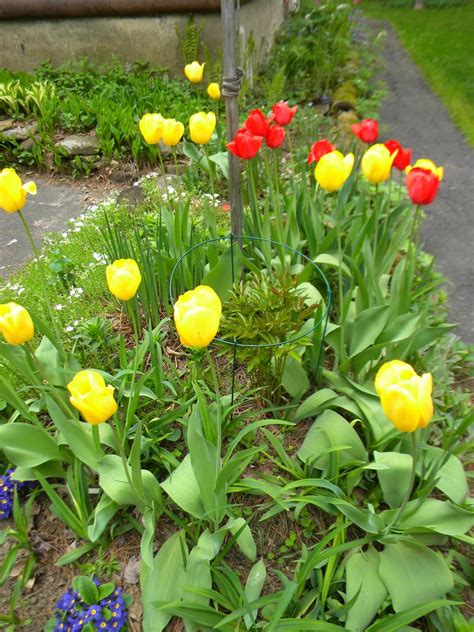 Check spelling or type a new query. The Northern New York Gardener: Spring Bulbs; Dividing ...