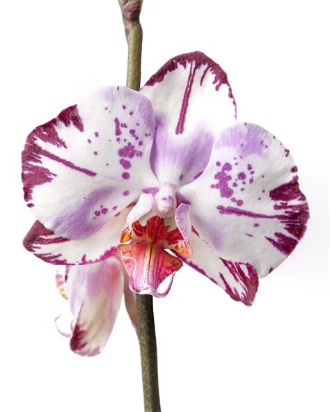 Purple And White Moth Orchid Free Image Peakpx