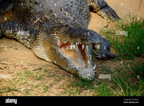 A Close Up Photo Of A Saltwater Crocodile Crocodylus Porosus Also