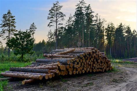 211 Pile Logs Woodland Clearing Stock Photos Free And Royalty Free