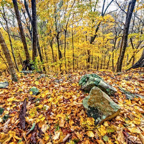 Autumn Rocks And Leaves Autumn Forest Leaves Photography Portfolio