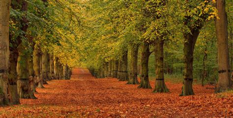Wallpaper Sunlight Trees Fall Leaves Park England Canon