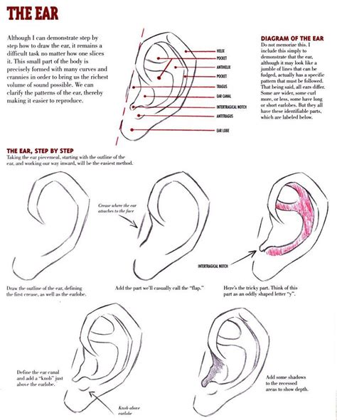 Ear Tutorial By Christopher Hart On Deviantart Drawing Lessons Drawing