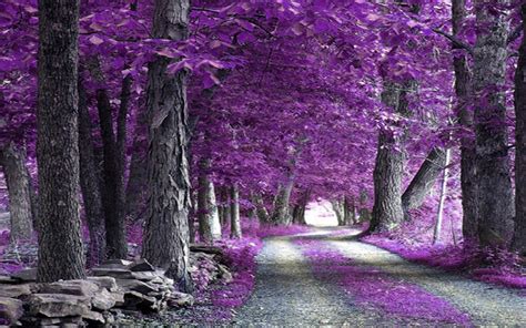 Most Beautiful Images Of Nature Wallpapers Purple The