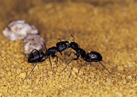 How To Kill Carpenter Ants With Wings With Borax Home Guides Sf Gate
