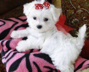 The maltese is related to the early spitz dog and the tibetan terrier. Teacup Maltese puppies for adoption - Tampa, FL - free ...