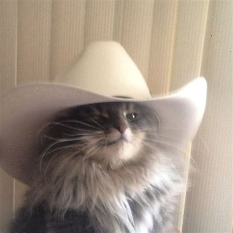 Cat Cowboy Hat Meme Meowdy Funny Cat Cowboy Howdy Texas Greeting Meme