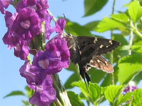 Butterflies In 2020 Plant Pictures Wildlife Habitat Milkweed