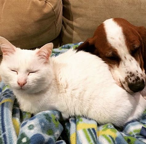 112 Pics Proving That Cats And Dogs Can Be Best Friends Dog Cat Dog