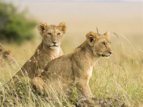 Lioness And Cub Wallpapers Nat Geo Adventure
