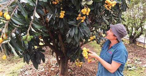 All fruit tree varieties sold by plantnet and its associated nurseries are from plant breeders who only use traditional plant breeding methods, with no do not try and purchase our products from outside of australia and arrange for a third party freight forwarder to ship to your country as this is against. Daleys Fruit Tree Blog: Grafted Loquat Nagasakiwase - How ...