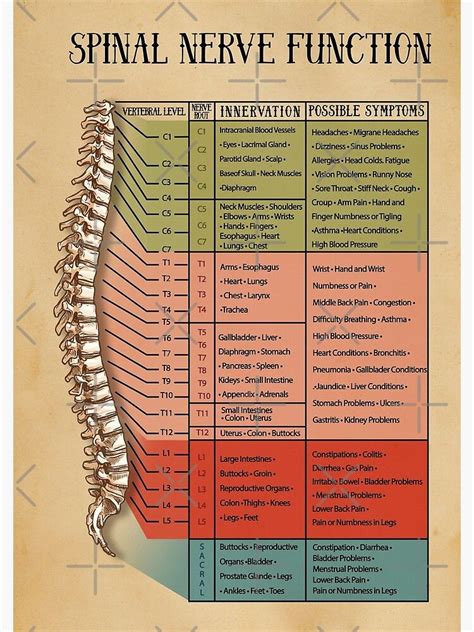 Spinal Nerve Function Chart Root Chart Chiropractic Osteopathy Bowen Massage Spiral Notebook By