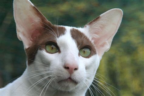 Oriental Shorthair Cat Breeds Breed Information Mad Paws