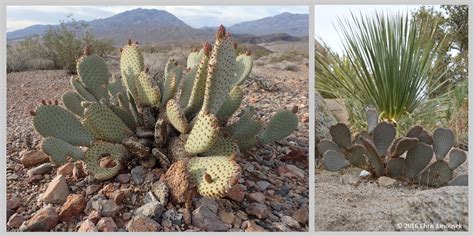 A cactus has no leaves or only very small ones that usually drop off as the plant matures. a wilderness journal: Adaptations of the Cactaceae