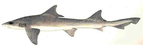 Flapnose Houndshark Scylliogaleus Quecketti Shark Database