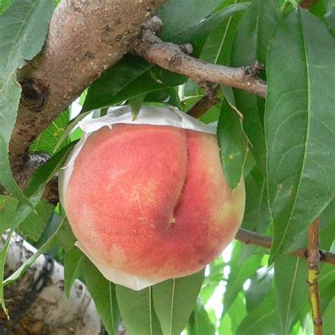 Japanese Yume Mizuki White Peach Medium Plus Shigen Grade — Momobud