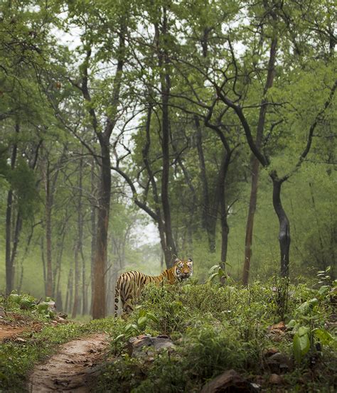 Tiger Conservation Success In 2023 Zsl