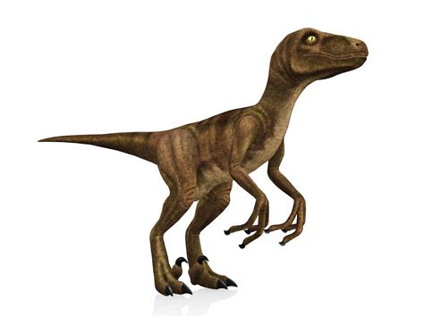 10 Facts About The Velociraptor A World Famous Dinosaur Dinosaur