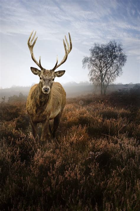 Red Deer Stag In Autumn Fall Misty Landscape Stock Image Image Of