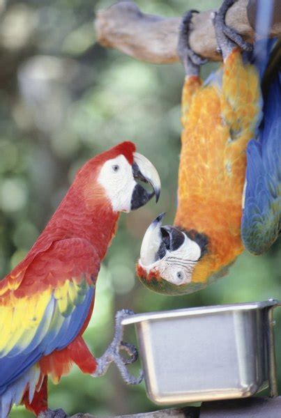 Why Do Parrots Sleep Upside Down Pets