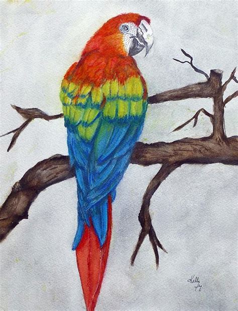 Scarlet Macaw Parrot Bird Painting By Kelly Mills Pixels