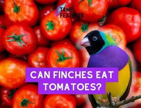 Can Finches Eat Tomatoes A Guide To Feeding Your Finch Tame Feathers