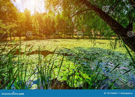 Water Lilies On A Quiet Forest Lake Summer Landscape Stock Image