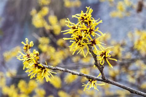 Best Witch Hazels And How To Grow Them The English Garden