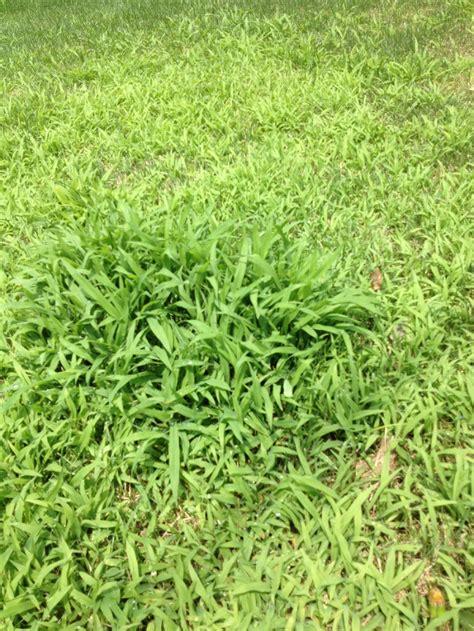 Help Me Identify This Grassy Weed Please Growing