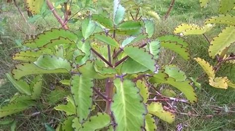 Medicinal Value Of Miracle Leafbryophyllum Pinnatum