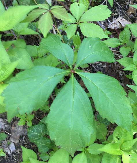 (united states) has its most active growth period in the spring and summer. Virginia Creeper - poisonous to some, but not as bad as ...