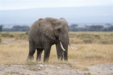 Adult African Bush Elephant Female Stock Image Image Of Color