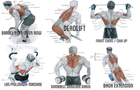 How To Exercise To Build Big Back Muscles Bodydulding