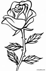 Coloring Rose Printable Cool2bkids sketch template