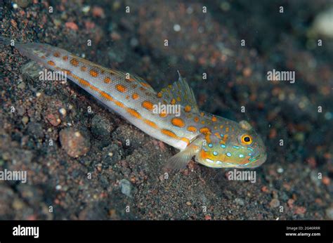 Orange Striped Goby Hi Res Stock Photography And Images Alamy