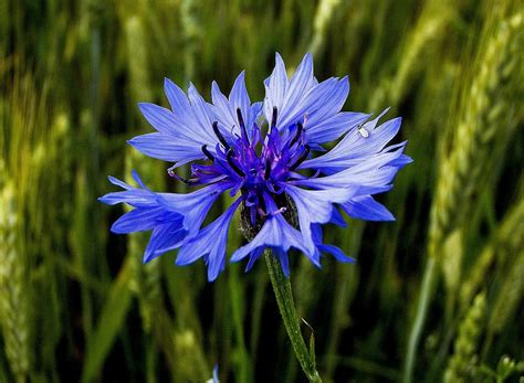 Hd Wallpaper Blue Cornflower Cornflowers Bluet Centaurea Flowering