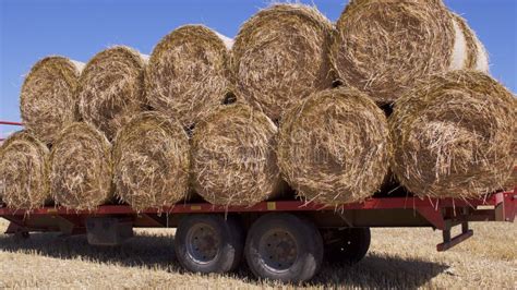 Harvested Big Round Bales Of Hay Stock Image Image Of Urban Straw