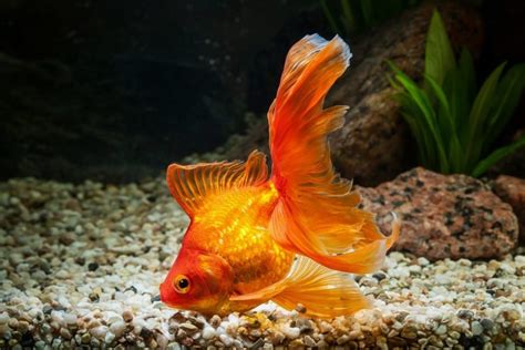 Veiltail Goldfish History Facts And More With Pictures Its A