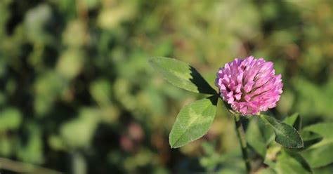 The Essential Herbal Blog Red Clover Herb Of Good Fortune