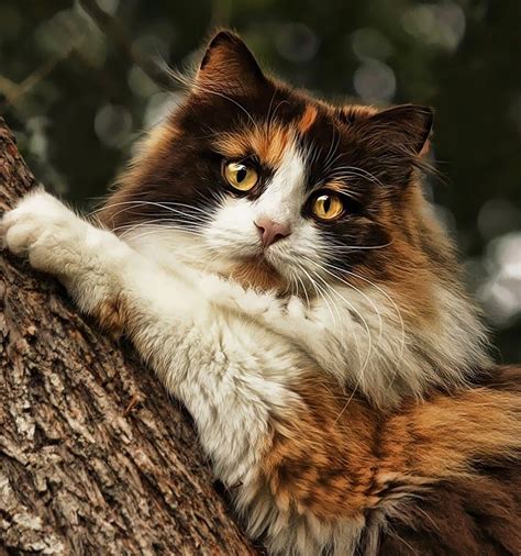 Mille Climbing In The Tree Beautiful Cats Cats Norwegian Forest Cat