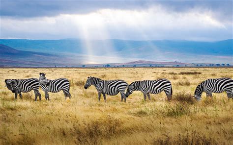 Download Wallpapers Zebra Field Wildlife Sunset Africa Wild