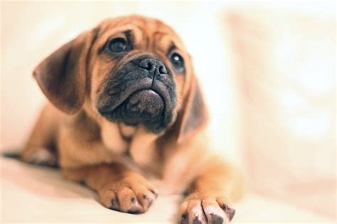 Puggle ♥ Looks Like My Lil Man When He Was A Baby Puggle Puppies