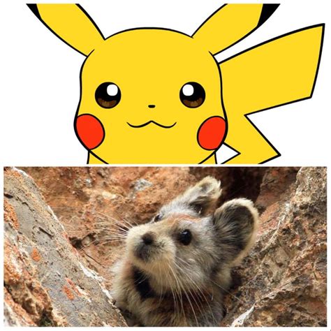 The Character Pikachu Is Based Upon The Animal Ili Pika Which At The