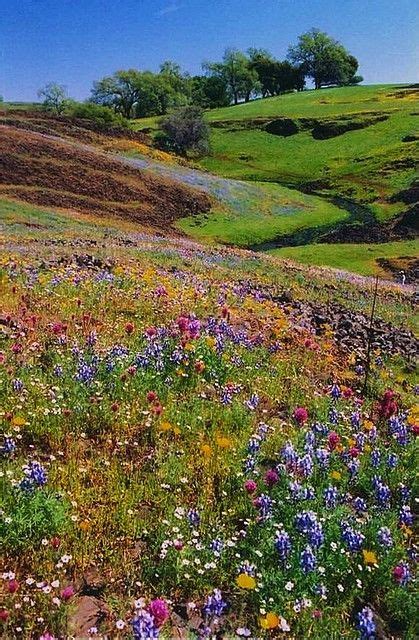 Table Mountain Wildflowers Beautiful Nature Wild Flowers Landscape