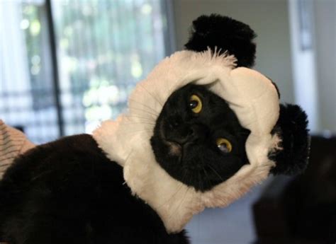Top 10 Large But Not So Giant Panda Cats