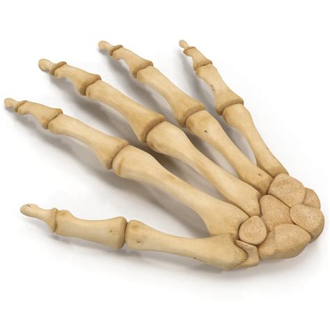 Skeleton Hand 3d 3ds