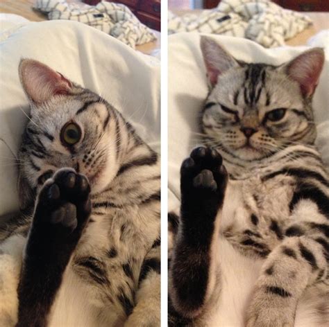 15 adorable pictures of kitty toe beans!