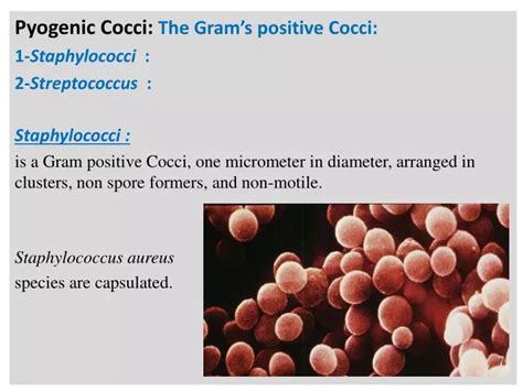 Ppt Pyogenic Cocci The Gram’s Positive Cocci 1 Staphylococci 2 Streptococcus