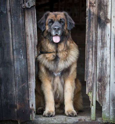 Dogs Of Europe The Leonberger Europe