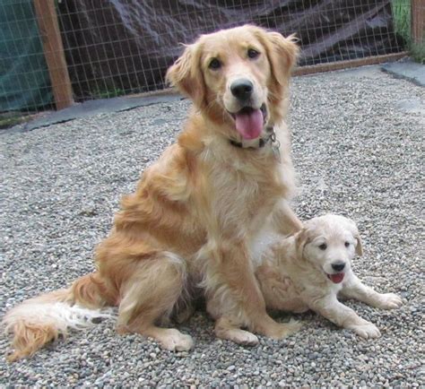 Petite Golden Retriever With Her Puppy Comfort Retriever Golden